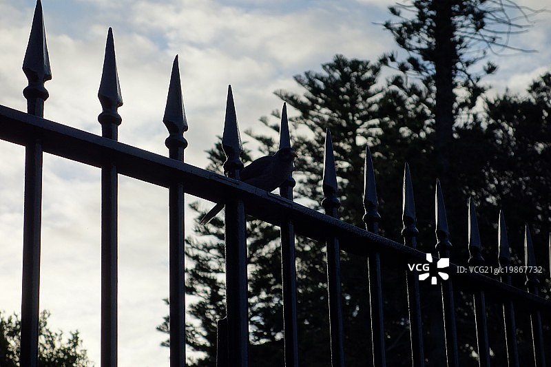 门上的鸟图片素材