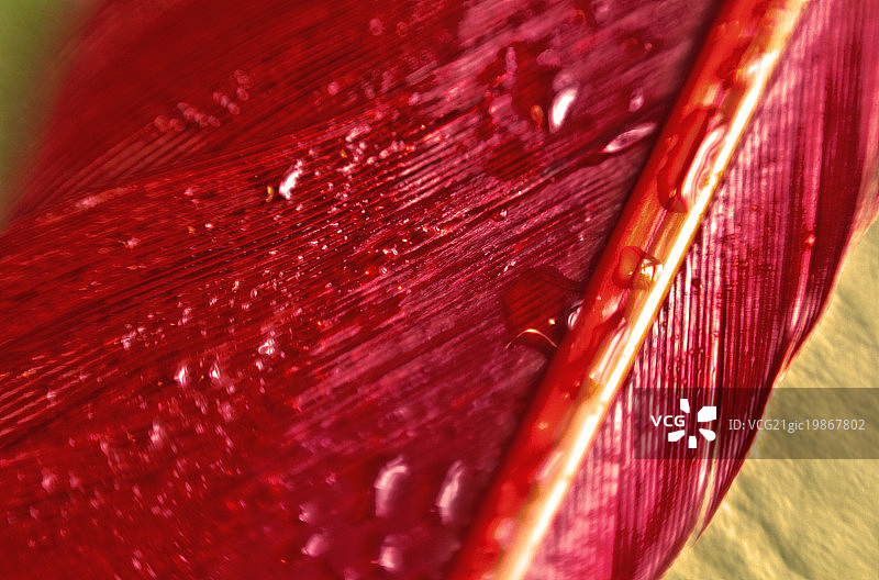 湿羽毛图片素材