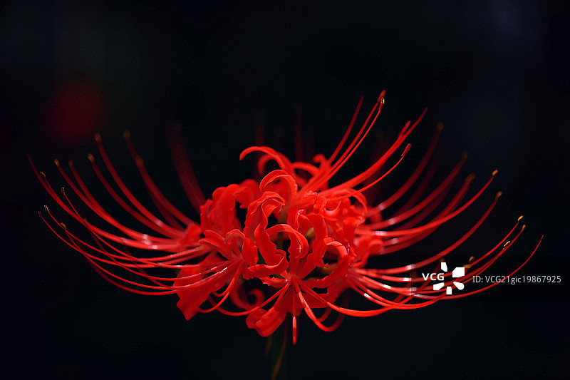 彼岸花图片素材