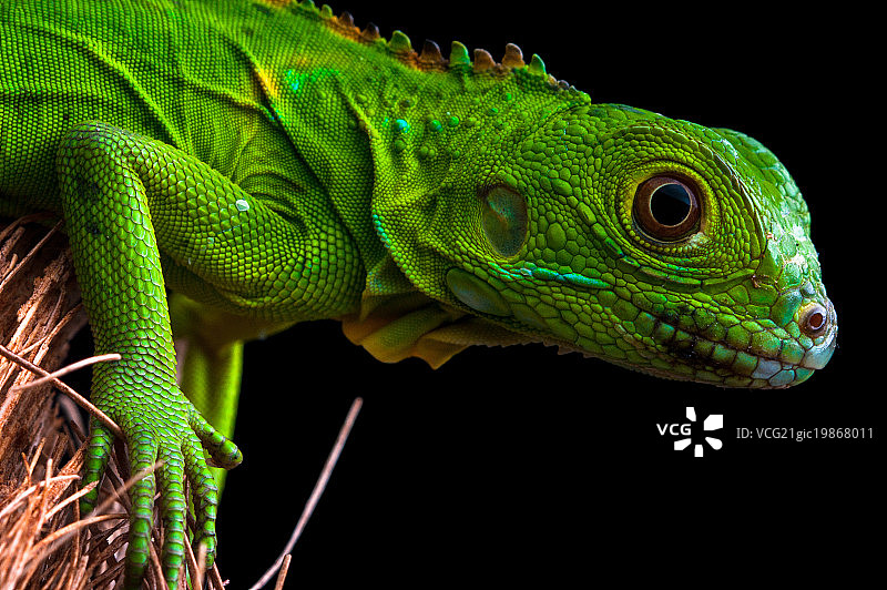绿鬣蜥图片素材