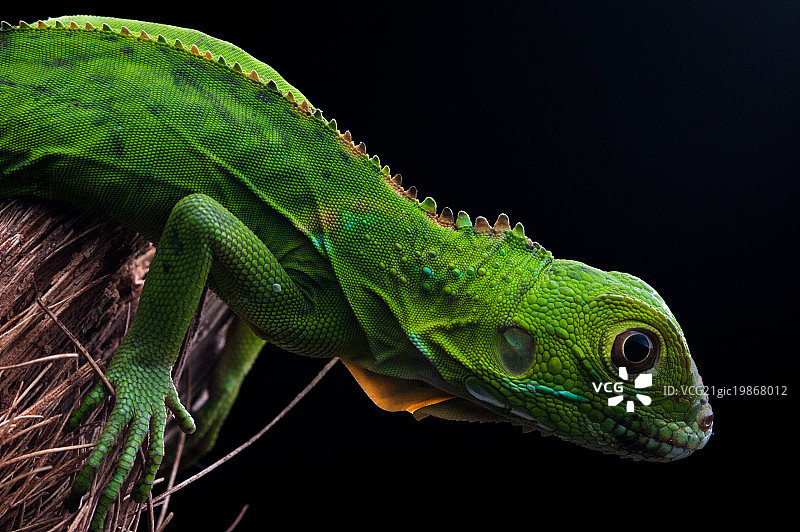 绿鬣蜥图片素材