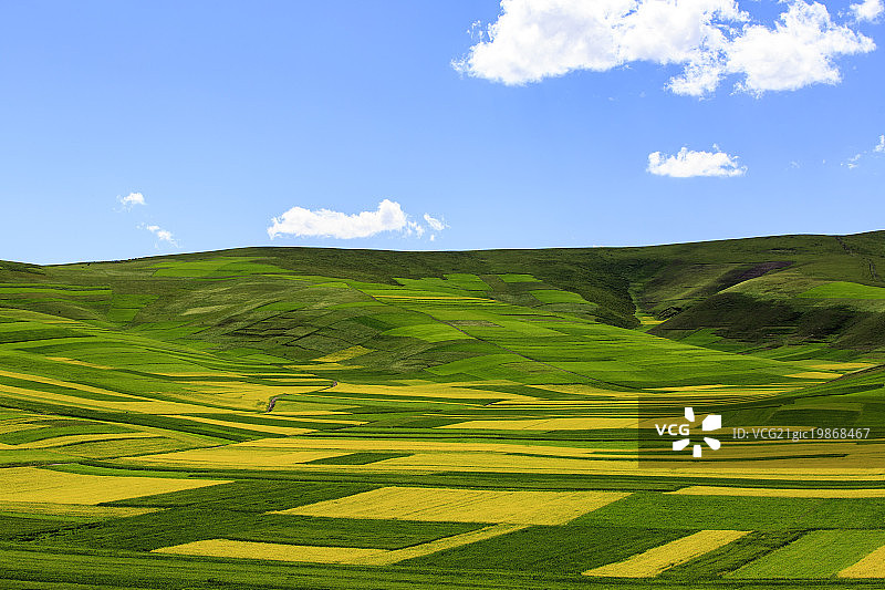 门源油菜花图片素材