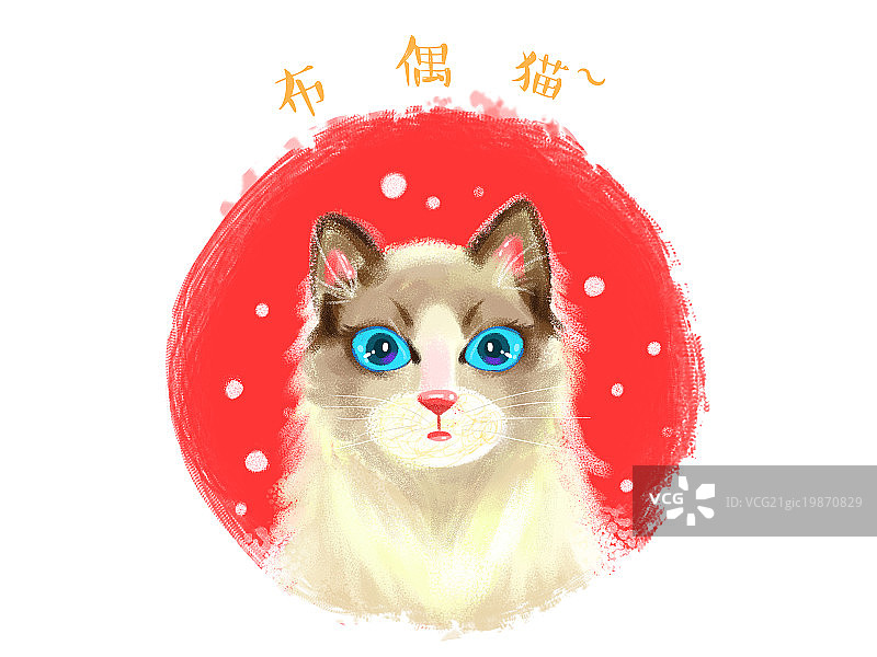 布偶猫图片素材