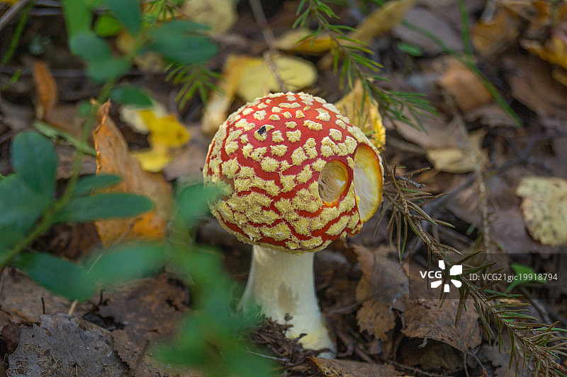 毒蝇伞图片素材