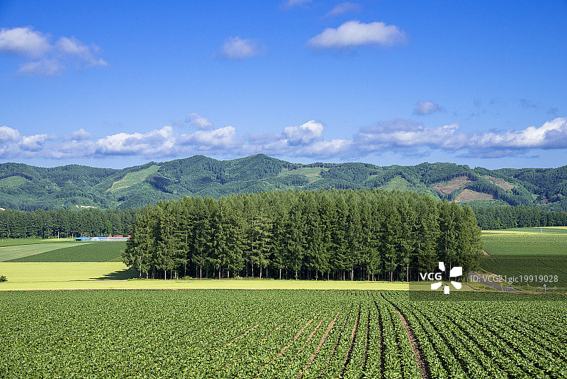 日本北海道女满别牧场图片素材