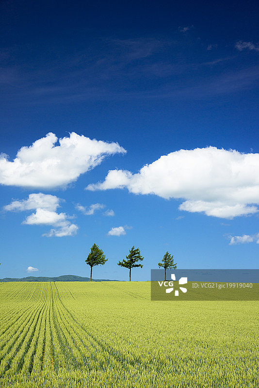 日本北海道网走郡大空町的童话山丘图片素材