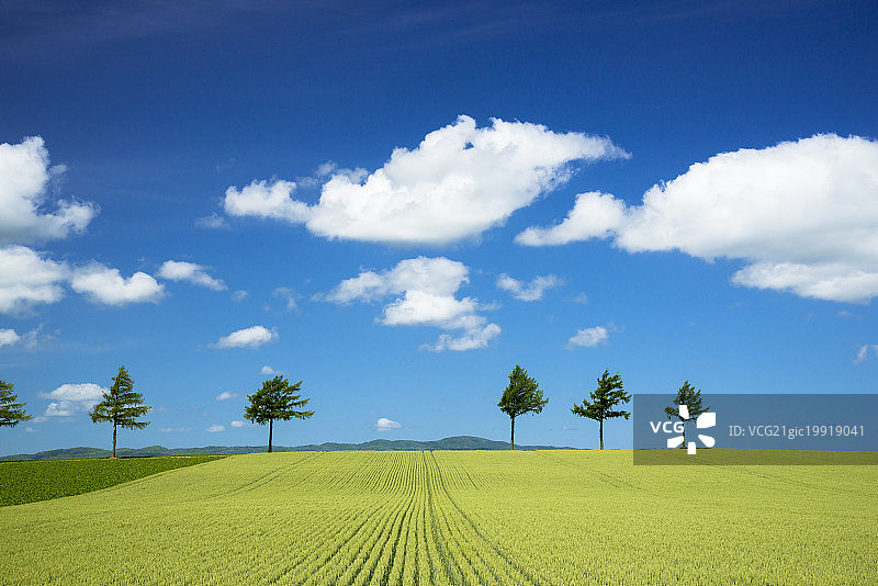 日本北海道网走郡大空町的童话山丘图片素材