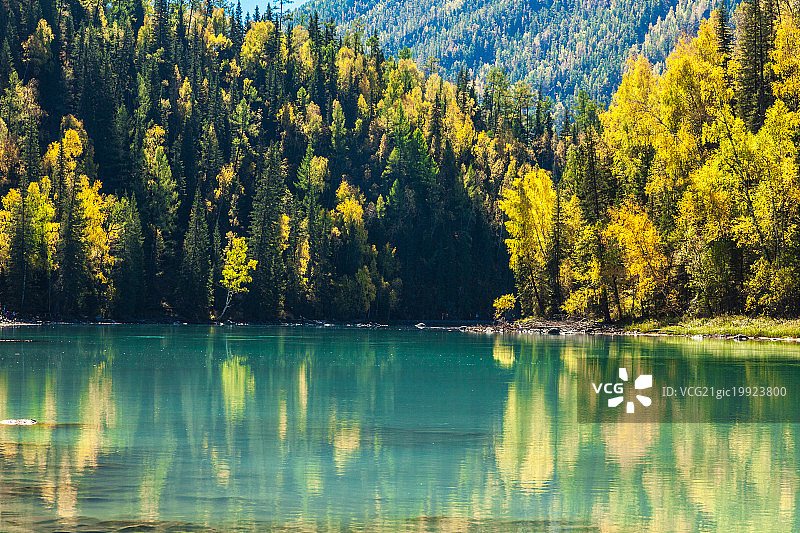 喀纳斯河的秋天图片素材