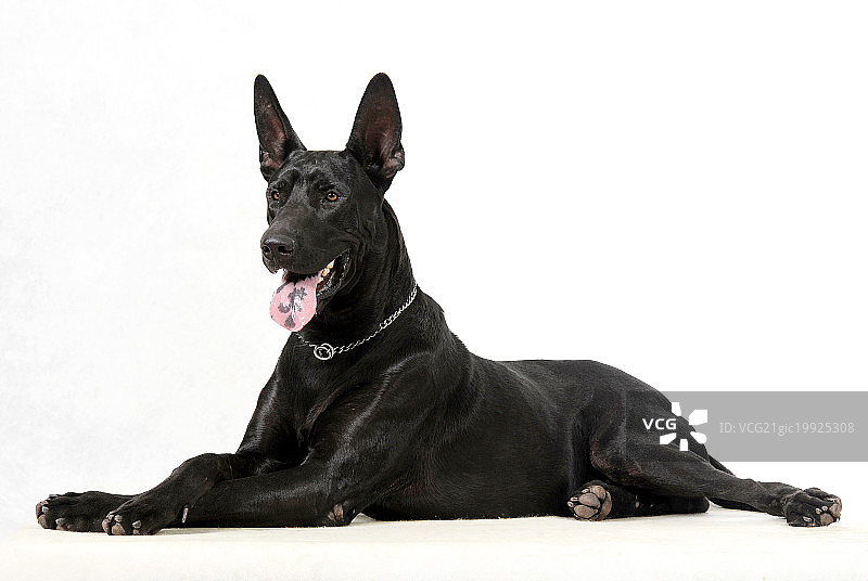 宠物狗图片素材