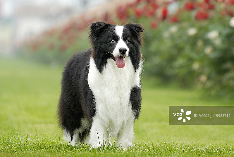 边境柯利犬图片素材