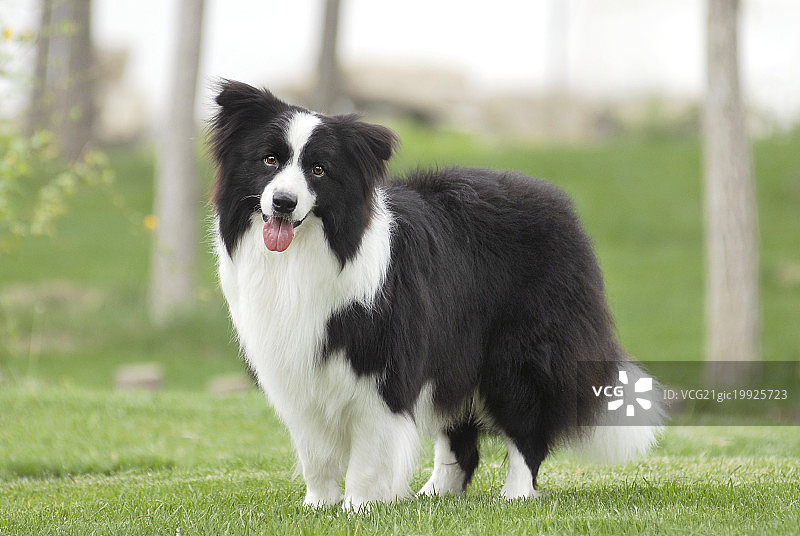 边境柯利犬图片素材