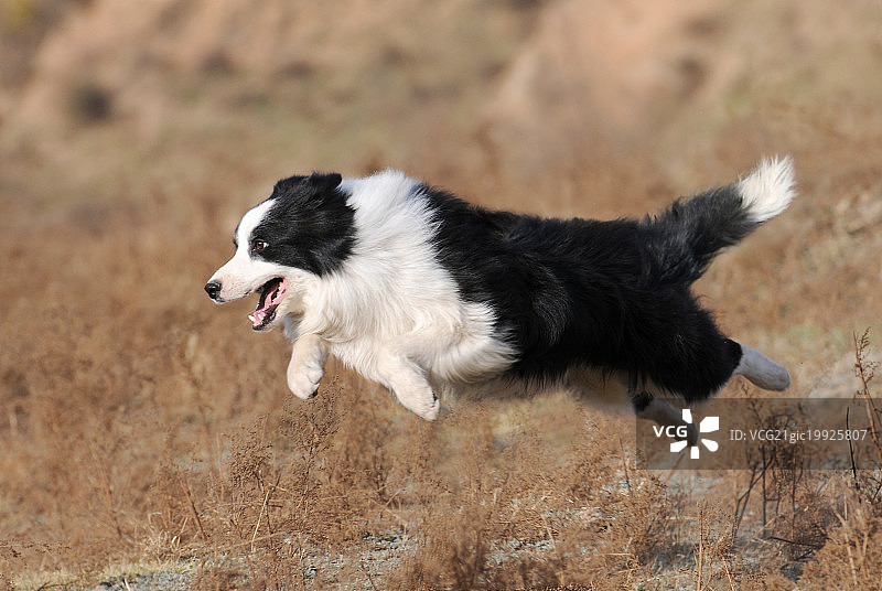 边境柯利犬图片素材