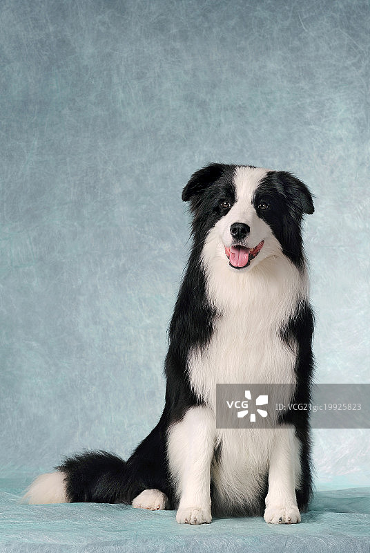 边境柯利犬图片素材