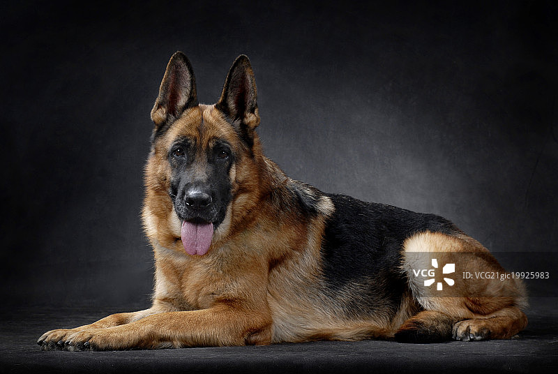 德国牧羊犬图片素材