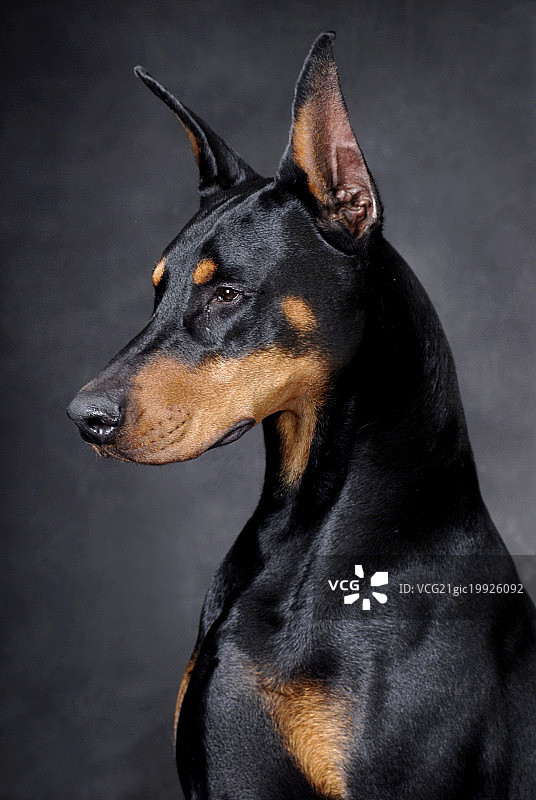 杜宾犬图片素材