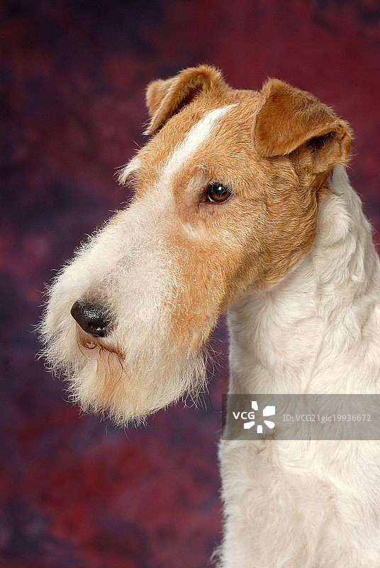 刚毛猎狐更犬图片素材