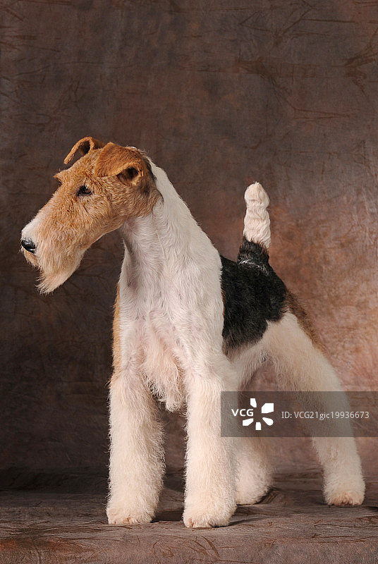 刚毛猎狐更犬图片素材