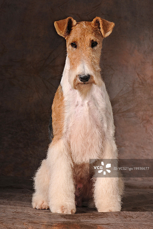 刚毛猎狐更犬图片素材