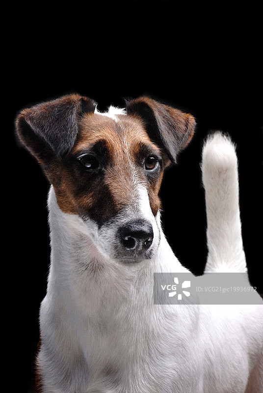 平毛猎狐更犬图片素材