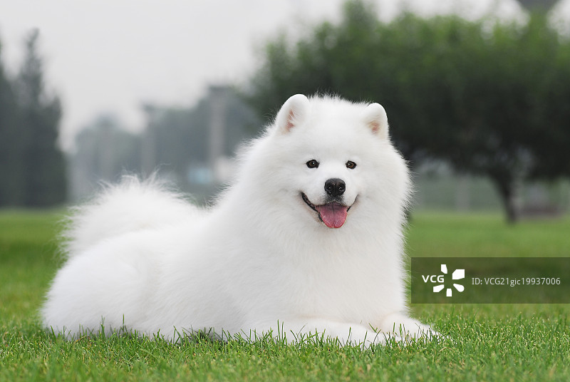 萨摩耶犬图片素材