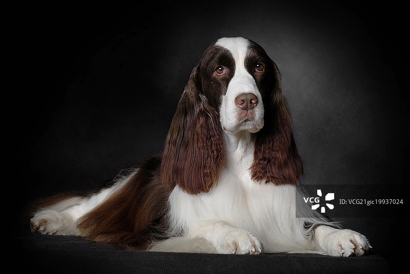 史宾格猎犬图片素材