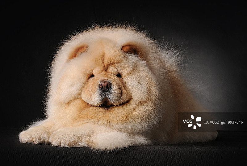 松狮犬图片素材