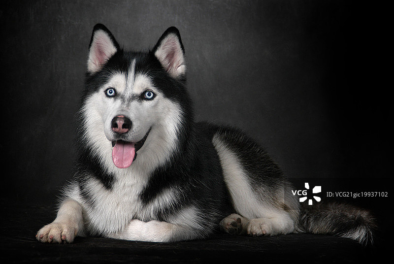 西伯利亚哈士奇图片素材