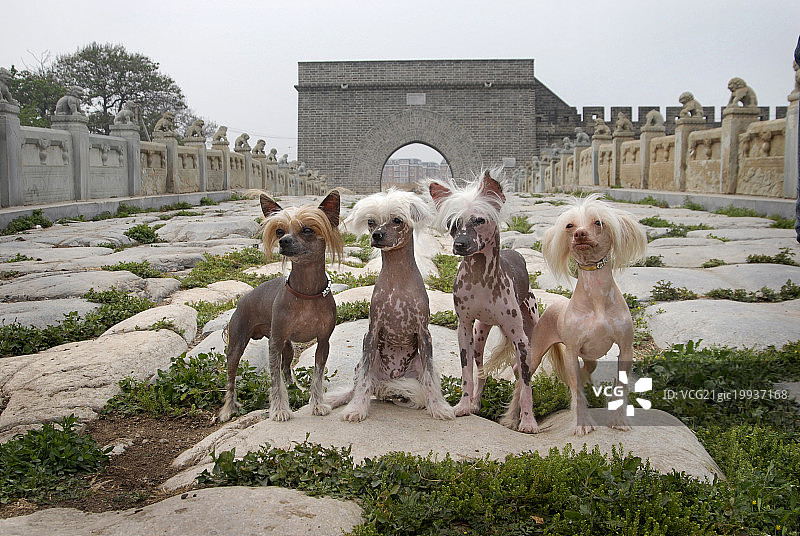 中国冠毛犬图片素材