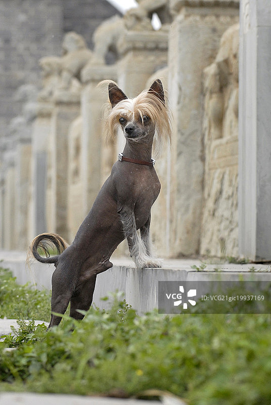 中国冠毛犬图片素材