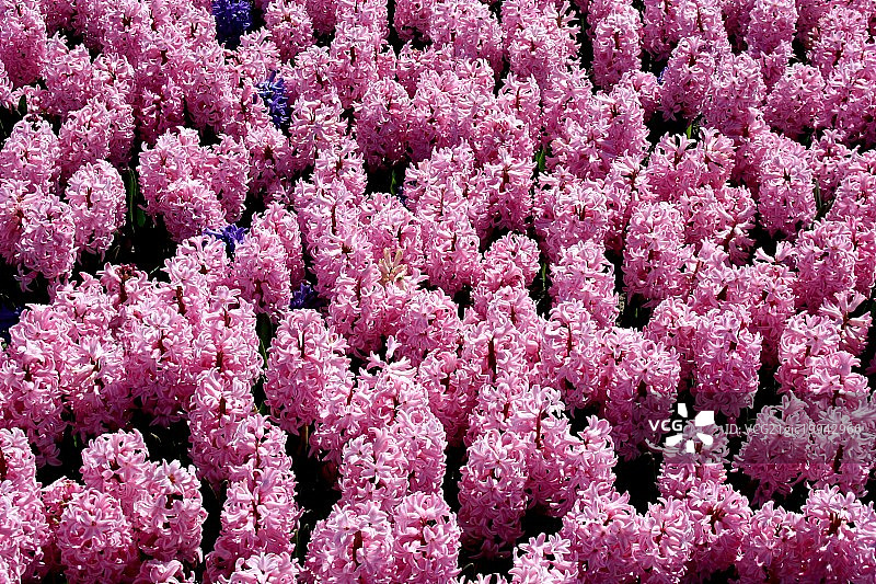 粉色风信子图片素材