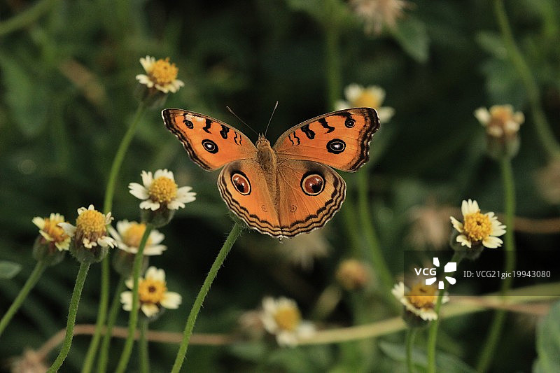 虎斑蝴蝶图片素材