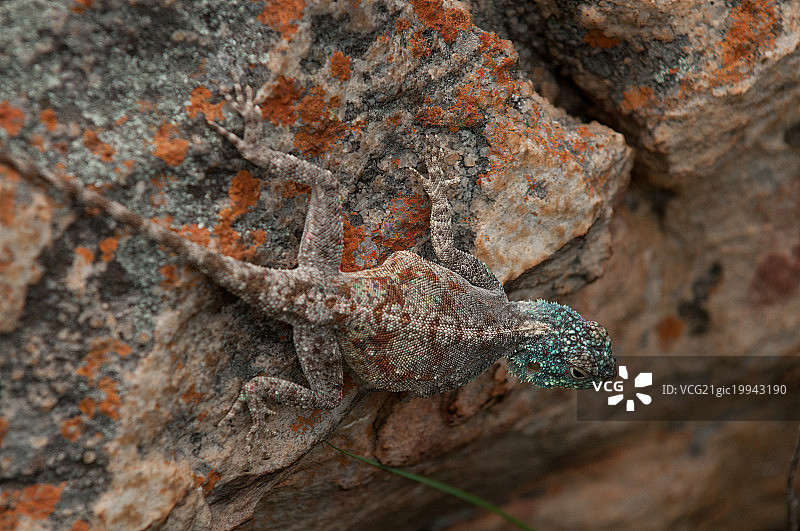 变色龙图片素材