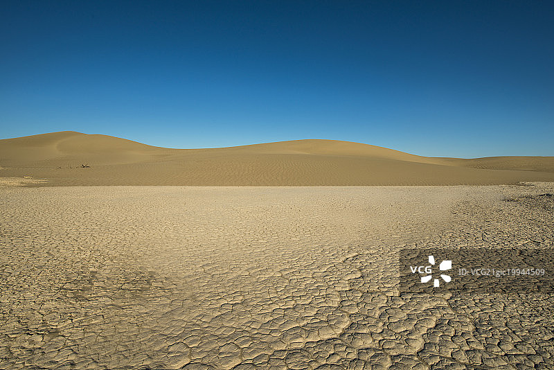 沙漠干旱地带 干枯树木图片素材