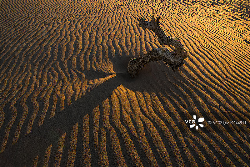 沙漠干旱地带 干枯树木图片素材