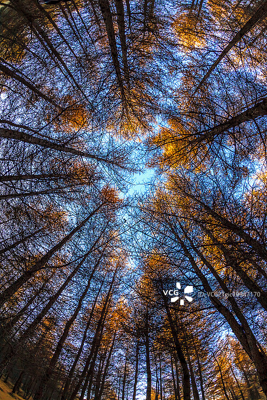 仰视树冠图片素材