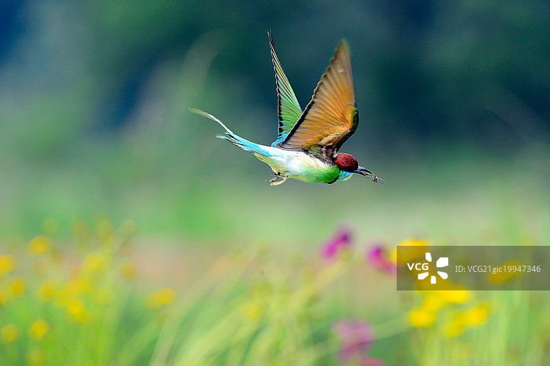 蓝喉蜂虎捕蜻蜓图片素材