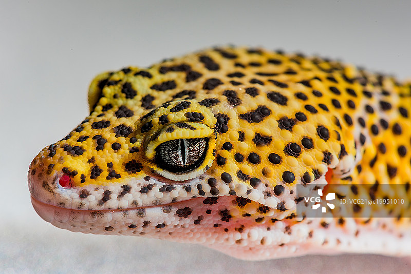 一只豹纹守宫蜥蜴棚拍图片素材