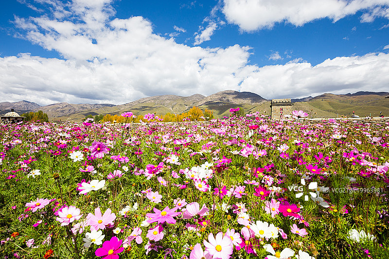 格桑花图片素材