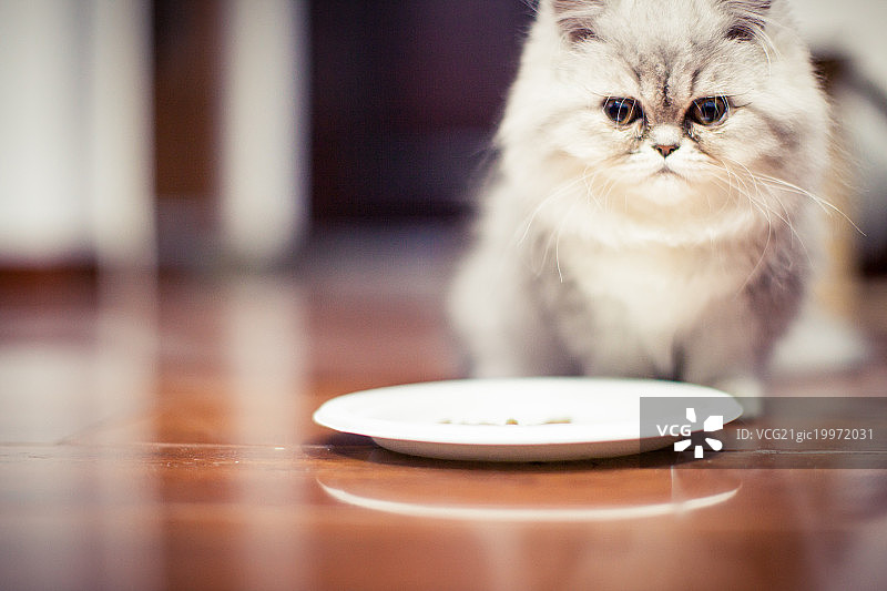 加菲猫图片素材