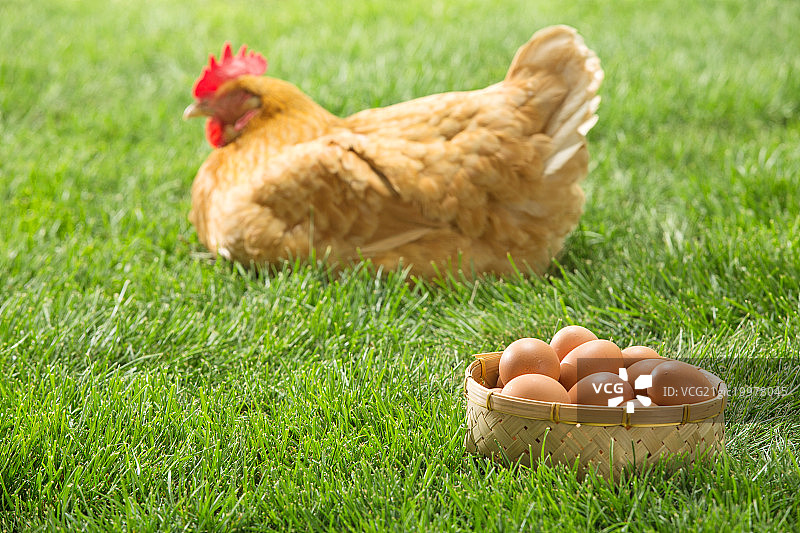 母鸡和鸡蛋图片素材