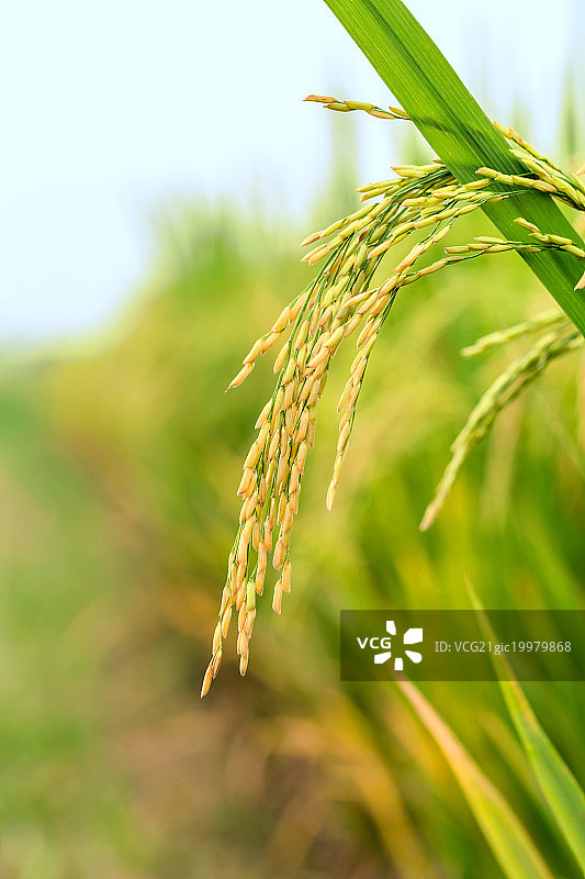 稻穗图片素材