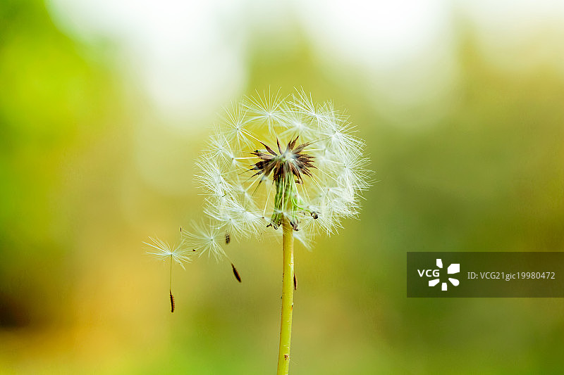 白色的蒲公英图片素材