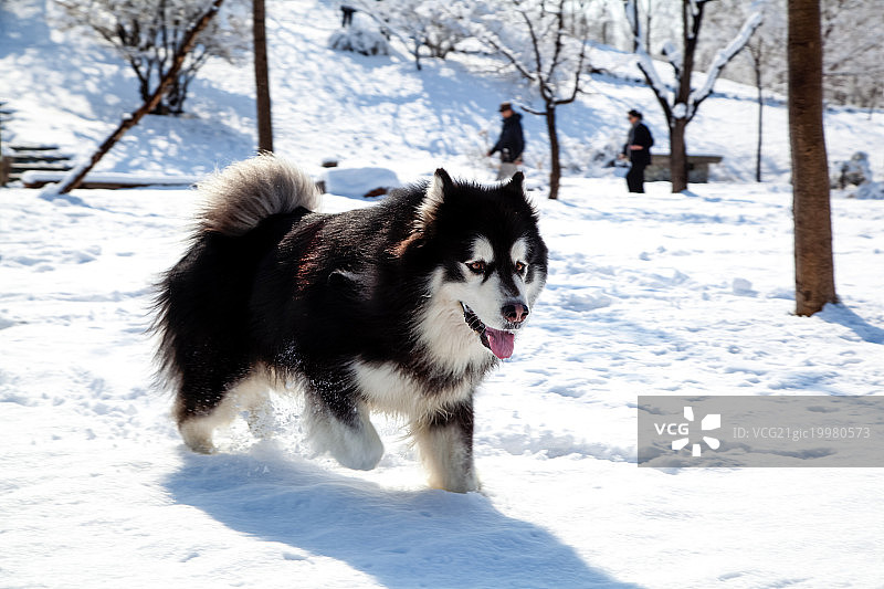 奔跑在白色积雪中的一只黑白花的哈士奇图片素材