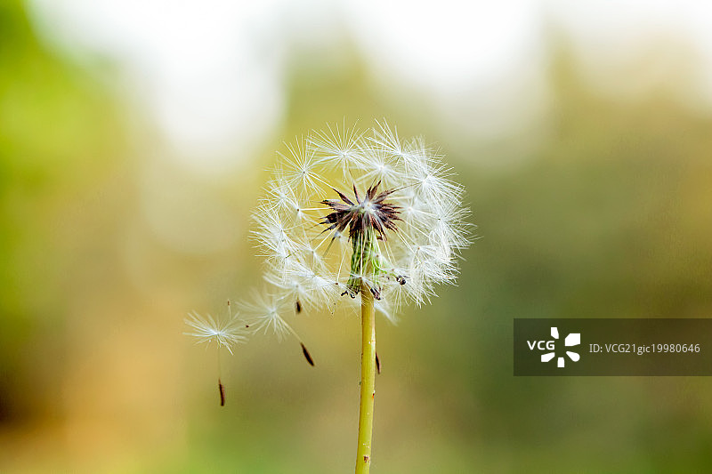 白色的蒲公英图片素材