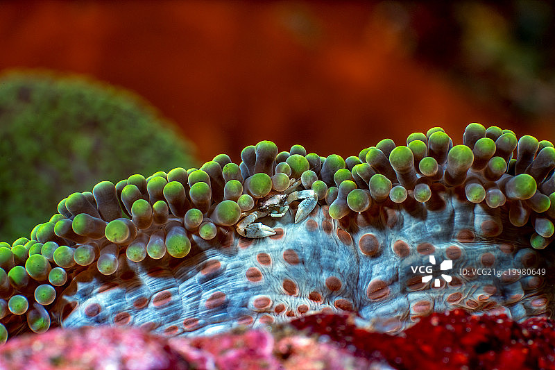 潜水-珊瑚-瓷蟹图片素材