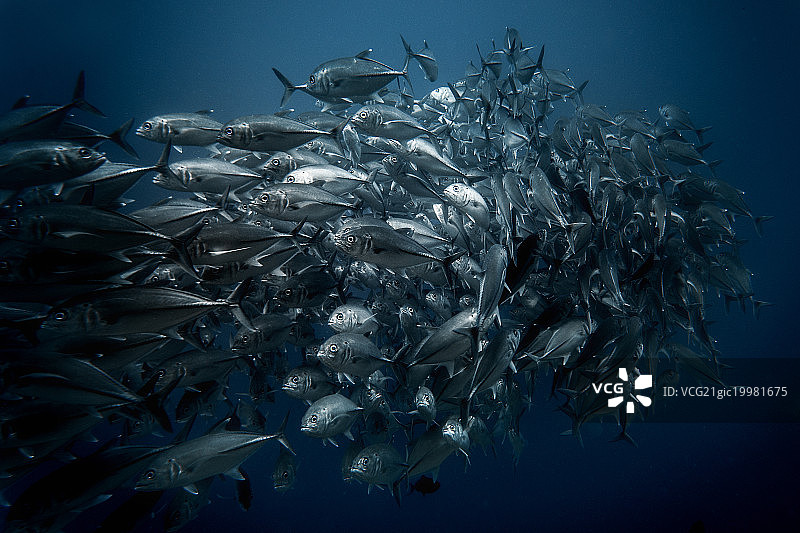 潜水-JACKFISH图片素材