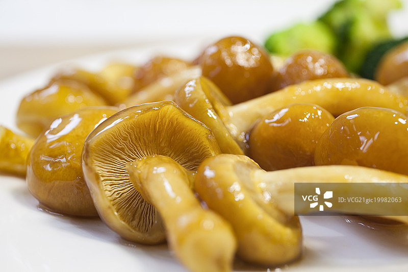 滑子菇图片素材