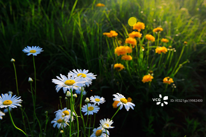 野雏菊图片素材