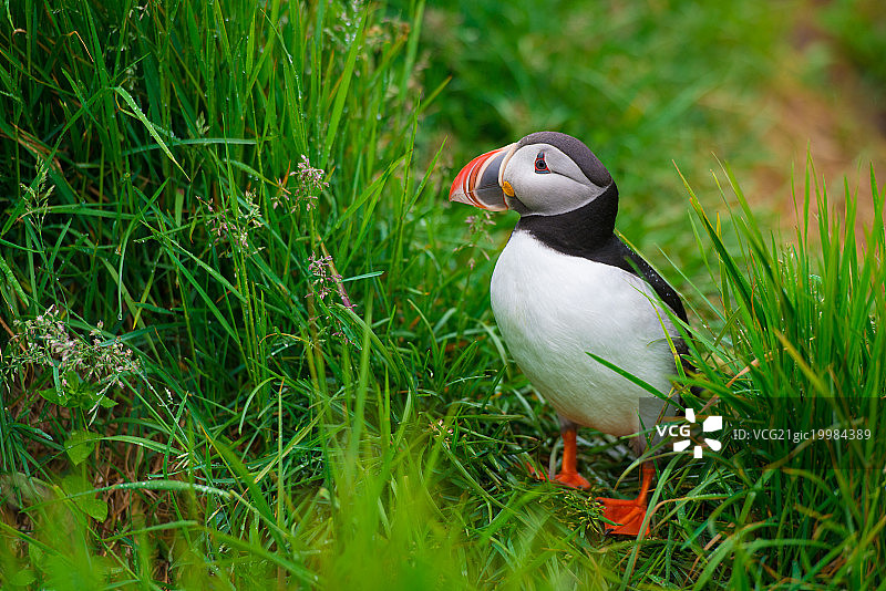 海鹦鹉图片素材