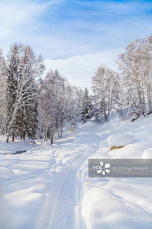 新疆冬季雪后的森林图片素材